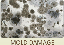 Mold Damage Repair